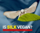 “Is Silk Vegan?”