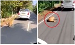 A Muslim in India tortured a dog by leading it with a car for miles until it collapsed and was dragged