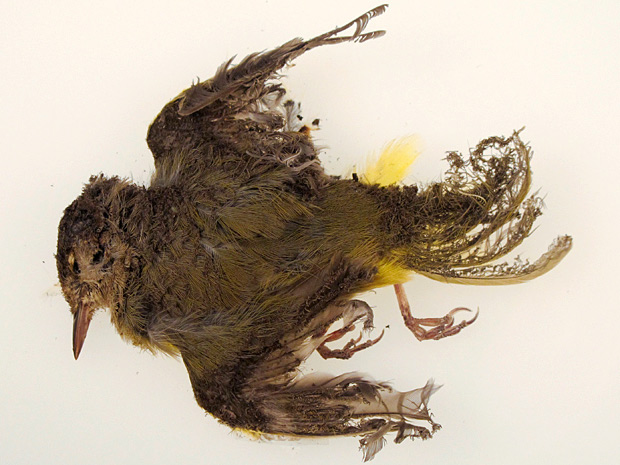 A burned MacGillivray’s Warbler that was found at the Ivanpah solar plant during a visit by U.S. Fish and Wildlife Service in October 2013