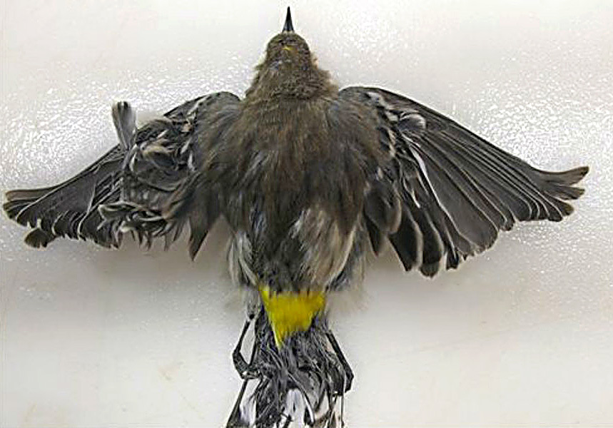 A burned Yellow-rumped Warbler.