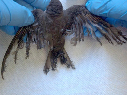 An injured Northern rough-winged swallow found at the Ivanpah solar plant