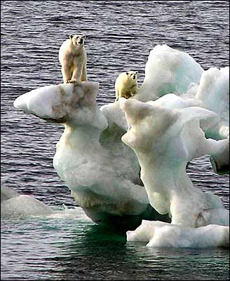 This well-known image has often been portaited as polar bears being “stranded” on shrinking sea ice, but it is shown that polar bears are not actually in danger.