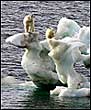 Issues with Polar Bears and Global Warming