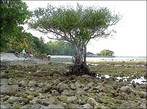 This tree, near the coast in the Maldives, would have been swept away by high tides if sea levels were rising.